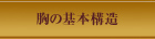胸の基本構造